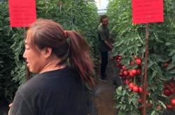 赤峰番茄小店電話多少啊