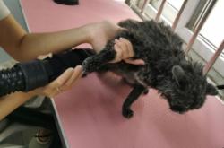 赤峰摩爾城寵物店電話號碼