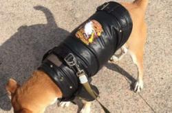 赤峰領(lǐng)養(yǎng)貓狗地址電話號(hào)碼查詢