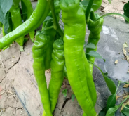 赤峰市橋頭鎮(zhèn)簡(jiǎn)介