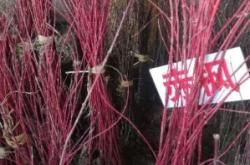 赤峰收樹種子電話號(hào)碼是多少