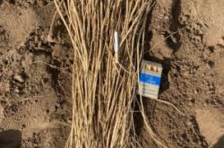 赤峰黃芪種植基地聯(lián)系電話號(hào)碼