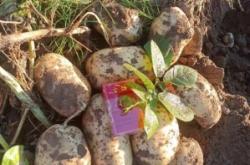 赤峰土豆農(nóng)場(chǎng)在哪里啊電話號(hào)碼