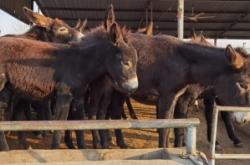 赤峰養(yǎng)驢托管電話地址查詢號碼