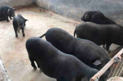 赤峰黑豬代養(yǎng)基地電話號(hào)碼