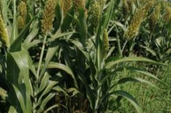 赤峰寧城農(nóng)資電話號碼查詢是多少