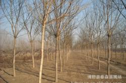 赤峰榆木桿子廠(chǎng)家電話(huà)號(hào)碼