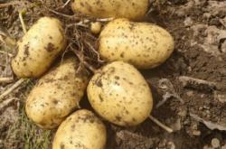 赤峰附近荷蘭磚批發(fā)電話地址