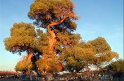 赤峰圣華家具實(shí)體店電話(huà)號(hào)碼