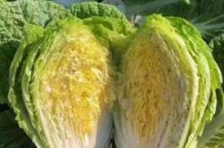 赤峰市白菜收購商電話號(hào)碼