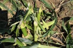 內(nèi)蒙赤峰仔豬出售電話號(hào)碼是多少