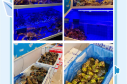 赤峰海鮮產(chǎn)品禮盒批發(fā)電話號碼