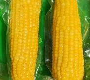 赤峰鮮食玉米廠家地址電話號(hào)碼