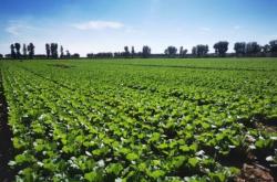 赤峰娃娃菜代辦公司電話地址