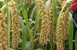 赤峰割谷子人工咨詢電話號碼