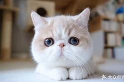 赤峰名倫寵物醫(yī)院電話號(hào)碼