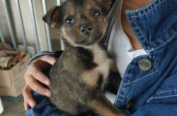 赤峰領(lǐng)養(yǎng)小土狗電話號碼查詢