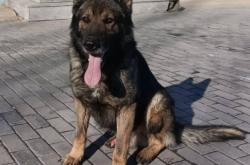 赤峰領(lǐng)養(yǎng)退役犬電話號(hào)碼查詢