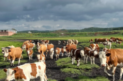 臨汾到赤峰旅游團電話號碼