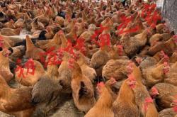 赤峰市批發(fā)小雞仔電話號碼