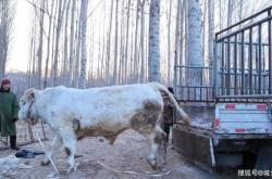 赤峰宰牛師傅招聘電話(huà)號(hào)碼是多少