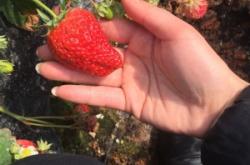 赤峰黑松露采摘園地址電話號碼