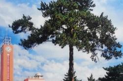 赤峰清樹農(nóng)機(jī)公司電話地址查詢