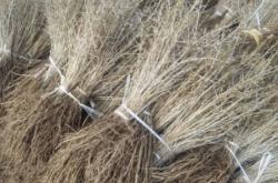 赤峰出售沙棘果樹(shù)電話號(hào)碼是多少