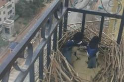 赤峰回收孕婦鳥(niǎo)窩電話地址查詢