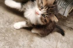 赤峰寵物貓咪領(lǐng)養(yǎng)電話地址查詢