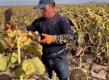 赤峰種植葵花團(tuán)隊(duì)電話號(hào)碼查詢