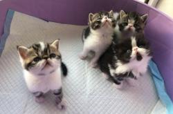 赤峰出售貓崽電話地址在哪里