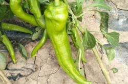 赤峰辣椒苗場電話號碼查詢