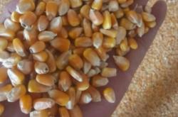 赤峰苞米瓤收購(gòu)電話號(hào)碼查詢