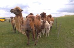 赤峰保溫羊棚電話多少號(hào)