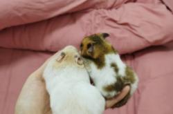 赤峰金絲熊領養(yǎng)地址電話號碼