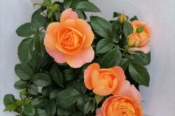 赤峰變色月季有批發(fā)電話的嗎