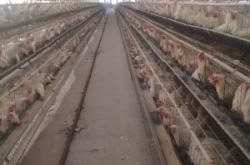 內(nèi)蒙古赤峰市養(yǎng)殖場(chǎng)