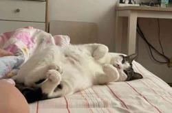 赤峰寵物針灸店電話號(hào)碼多少