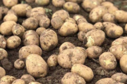 赤峰哪里產(chǎn)土豆