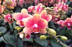 赤峰花卉養(yǎng)殖基地電話號碼