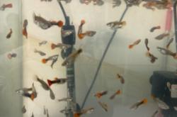 赤峰花鳥(niǎo)市場(chǎng)電話號(hào)碼多少