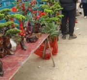 赤峰賣盆栽花的地方電話號碼