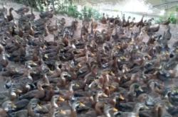 赤峰鴨苗廠家地址查詢電話號碼