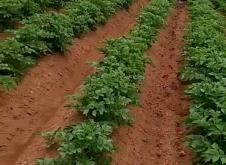 赤峰土豆銷售網(wǎng)點電話地址查詢