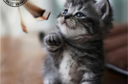 赤峰出售小貓電話地址是多少號(hào)