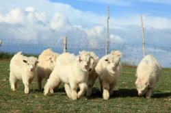 赤峰市養(yǎng)羊基地