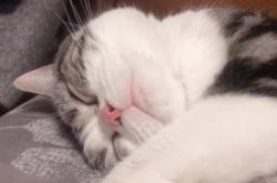 赤峰平莊狗崽出售電話號碼