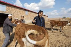 赤峰軍威養(yǎng)牛場電話地址查詢