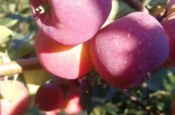 赤峰蘋果樹修剪電話地址查詢